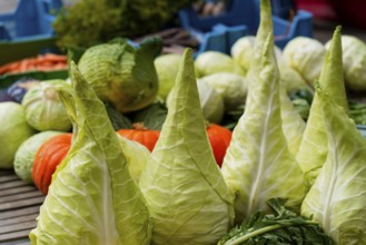 Farmers' market on Münsterplatz, Stall, Ulm, Baden-Württemberg, Germany, Europe, Fresh pointed