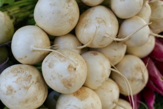 Farmer's market on the Münsterplatz, stall, Ulm, Baden-Württemberg, Germany, Europe, pile of white