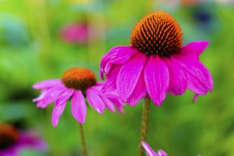 Farmer's market on the Münsterplatz, stall, Ulm, Baden-Württemberg, Germany, Europe, Pink echinacea