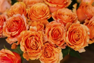 Farmers' market on Münsterplatz, stall, Ulm, Baden-Württemberg, Germany, Europe, bouquet of bright