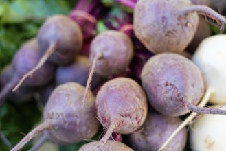Farmer's market on the Münsterplatz, stall, Ulm, Baden-Württemberg, Germany, Europe, pile of purple