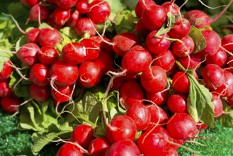 Farmer's market on the Münsterplatz, stall, Ulm, Baden-Württemberg, Germany, Europe, bundle of red,