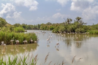 Riparian scenery including some flamingos around the Regional Nature Park of the Camargue in