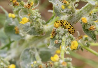 Caterpillar of a Mullein moth butterfly seen in Southern France