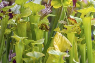 Carnivorous pitcher plants in sunny ambiance