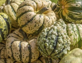 Full frame scenery showing lots of striped pumpkins