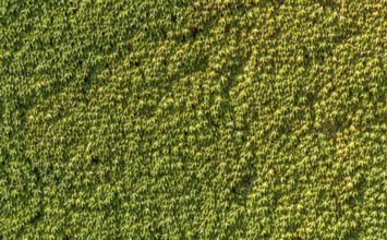 Full frame sunny illuminated ivy leaves background