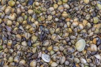 Full frame closeup including lots of various seashells