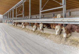 Some cattle at feed in a stable seen in Southern Germany