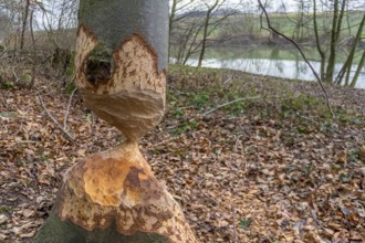 Gnawed off tree trunk mady by a beaver seen in Southern Germany