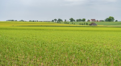 Idyllic rural scenery in Hohenlohe, a area in Southern Germany