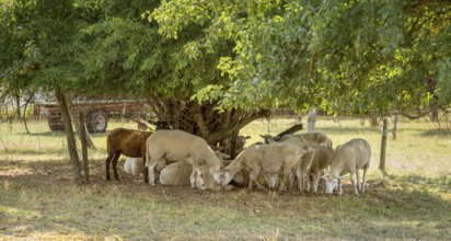 Some sheep in the shade around a tree in rural ambiance