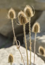 Some dry teazzle flowers in natural ambiance