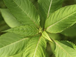 Detail shot showing the leaves of the bobby tops flower seen from above