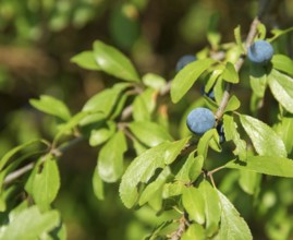 Sunny detail of a blackthorn plant with blue berries in natural ambiance
