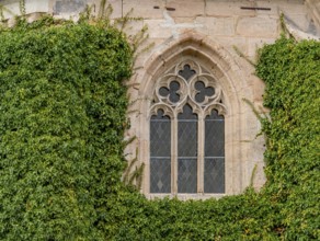 Outdoor shot of a historic stained glass window surrounded by creeping plants