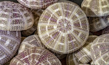 Full frame shot showing lots of sea urchin tests