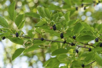 Detail shot of a mullberry tree with some black fruits on a twig