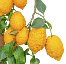 Some yellow lemon fruits hanging on a lemon plant in white back