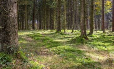 Idyllic forest scenery at summer time seen in southern Germany
