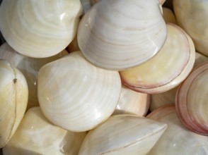 Full frame shot showing lots of glossy white marine seashells