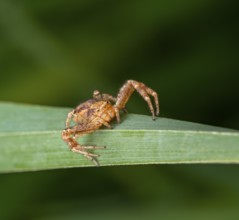 Common crab spider lurking on a grass stipe