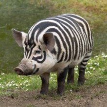 AI generated image showing a pig with zebra-like pattern in natural ambiance
