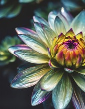 AI generated image showing a colorful iridescent flower detail