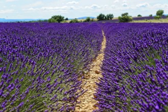 A narrow path through a large lavender field under a cloudy sky, Provence, Département