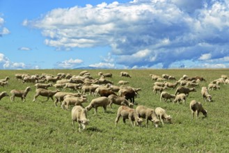 Group of sheep grazing on a green pasture under a dramatic sky, Provence, Département