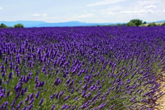 Wide lavender field under a blue sky with mountains in the background, Provence, Département