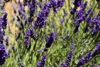 Lavender flowers with a bee, focussed close-up, Provence, Département Alpes-de-Haute-Provence,