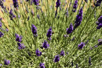 Close-up of blooming lavender with bees in action, Provence, Département Alpes-de-Haute-Provence,