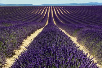 Rows of blooming lavender under a bright blue sky, Blooming lavender field (Lavandula
