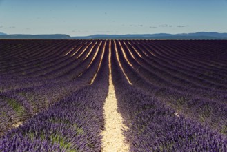 Wide lavender fields under a blue sky with a distant mountain backdrop, Provence, Département