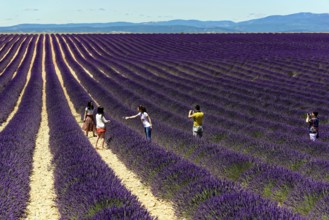 Rows of blooming lavender under a bright blue sky, Blooming lavender field (Lavandula