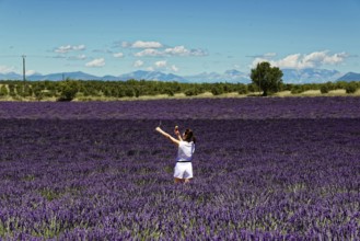 Rows of blooming lavender under a bright blue sky, Blooming lavender field (Lavandula