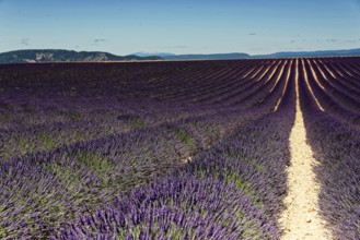 Rows of blooming lavender under a bright blue sky, Blooming lavender field (Lavandula