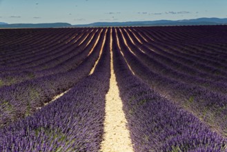 Rows of blooming lavender under a bright blue sky, Blooming lavender field (Lavandula