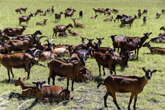 Large herd of goats on a green pasture under a sunny sky, Provence, Département
