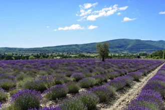 Rows of blooming lavender under a bright blue sky, Blooming lavender field (Lavandula