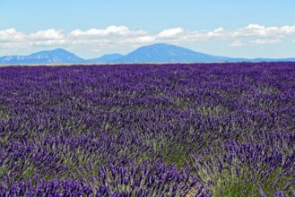 Rows of blooming lavender under a bright blue sky, Blooming lavender field (Lavandula