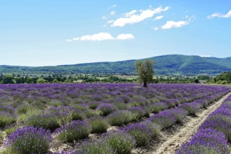 Rows of blooming lavender under a bright blue sky, Blooming lavender field (Lavandula