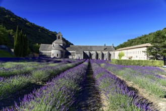Picturesque monastery with a rich carpet of lavender flowers under a clear blue sky, Cistercian