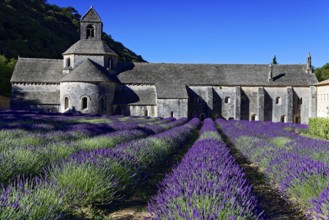 Picturesque monastery with a rich carpet of lavender flowers under a clear blue sky, Cistercian