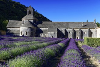 Picturesque monastery with a rich carpet of lavender flowers under a clear blue sky, Cistercian