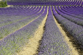 Rows of flowering lavender under a bright blue sky, Flowering lavender field (Lavandula