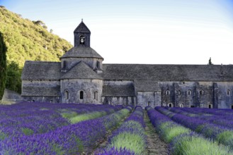 Stone abbey with lavender fields in the foreground, illuminated by soft light, Provence,