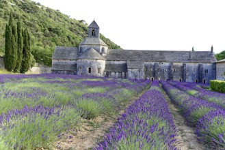 Picturesque monastery with a rich carpet of lavender flowers under a clear blue sky, Cistercian