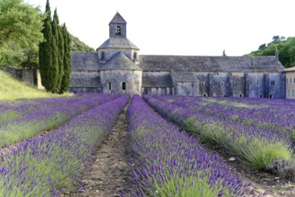 Picturesque monastery with a rich carpet of lavender flowers under a clear blue sky, Cistercian